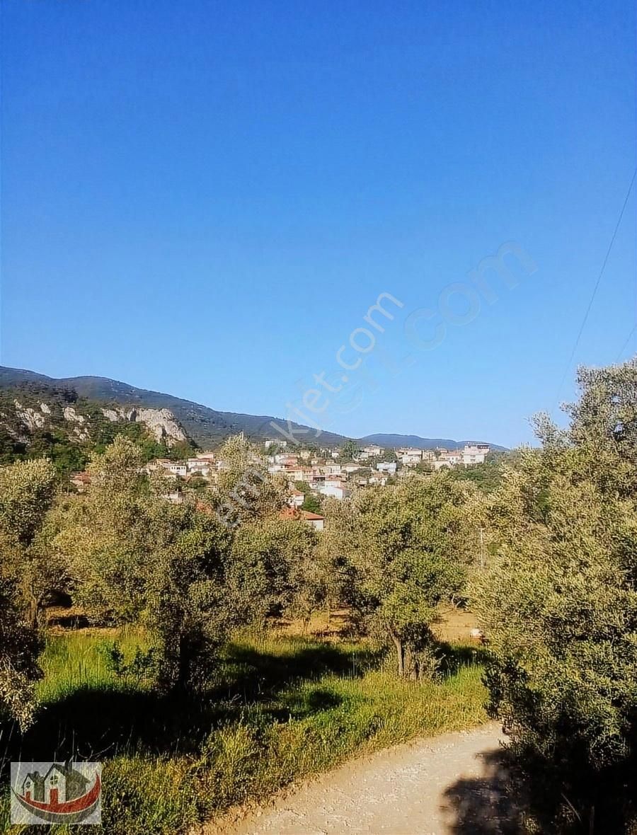 Güneyden İznik Mustafali Köyünde 650m2 Arsa Zeytinlik - Görsel 9