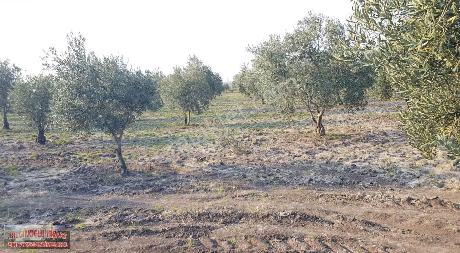 Zeytin Bahçesi - Görsel 2