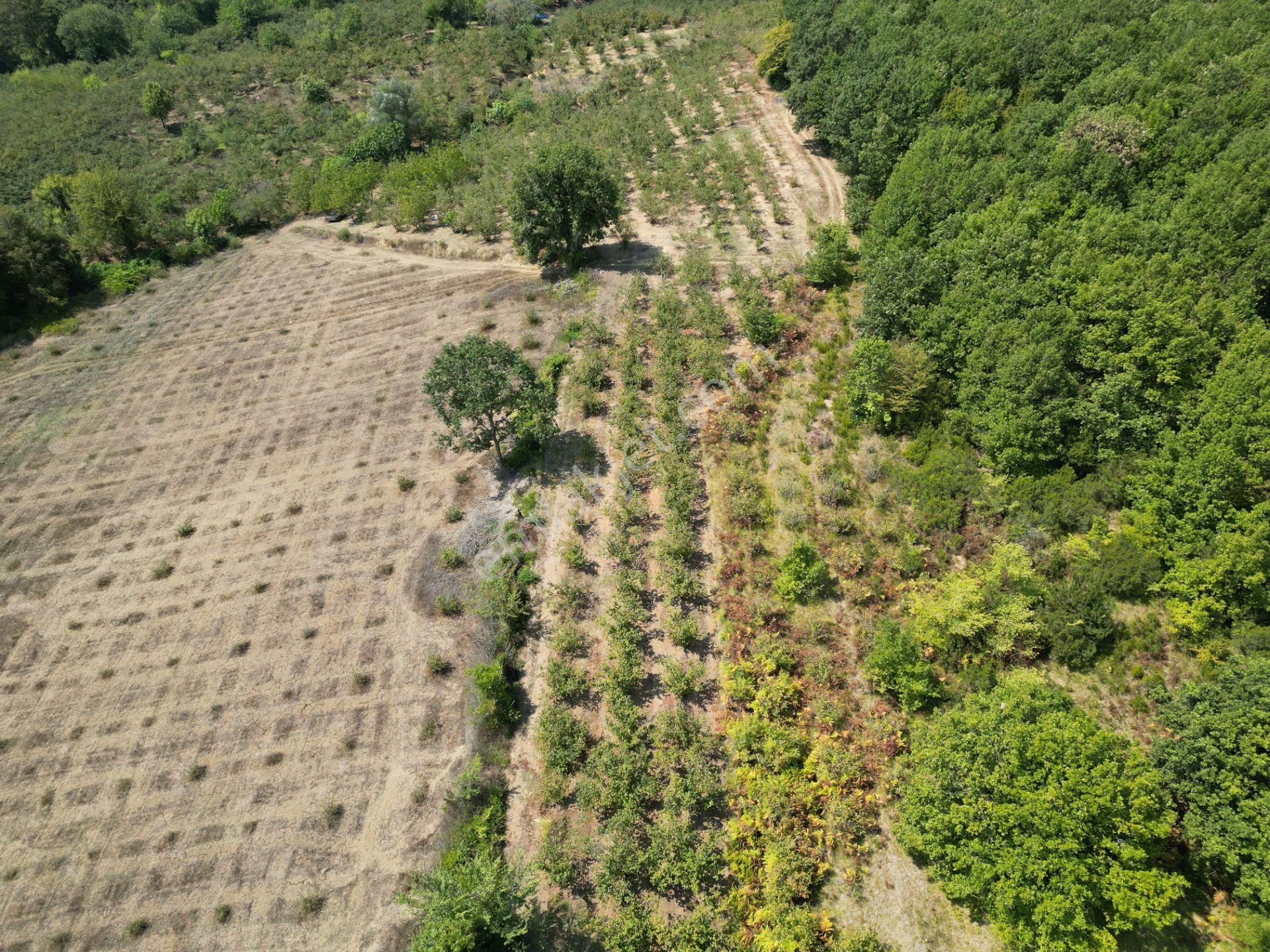 Kandıra Antaplı Mahallesi'nde Satılık 1632 M2 Fırsat Tarla - Görsel 4