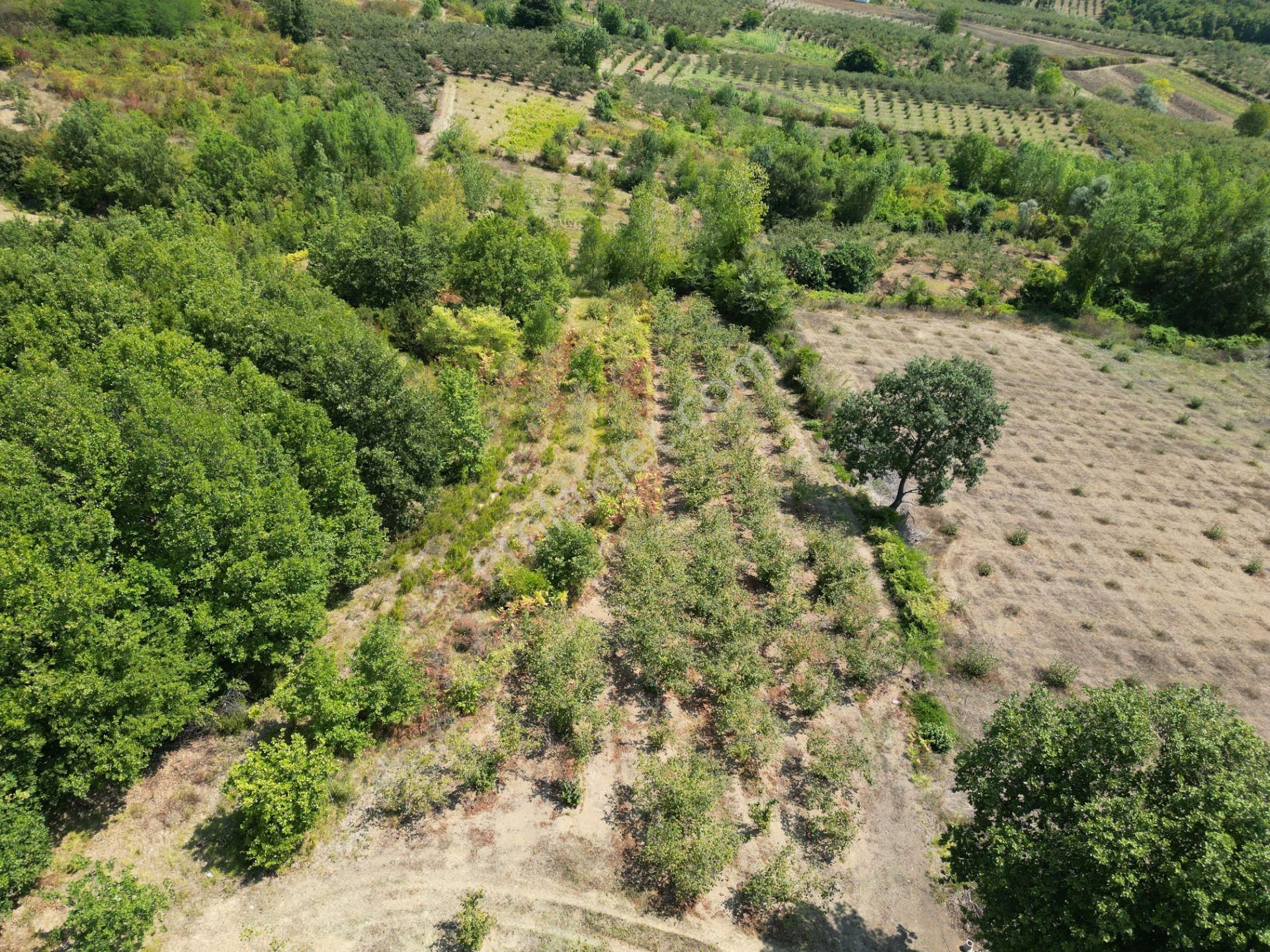Kandıra Antaplı Mahallesi'nde Satılık 1632 M2 Fırsat Tarla