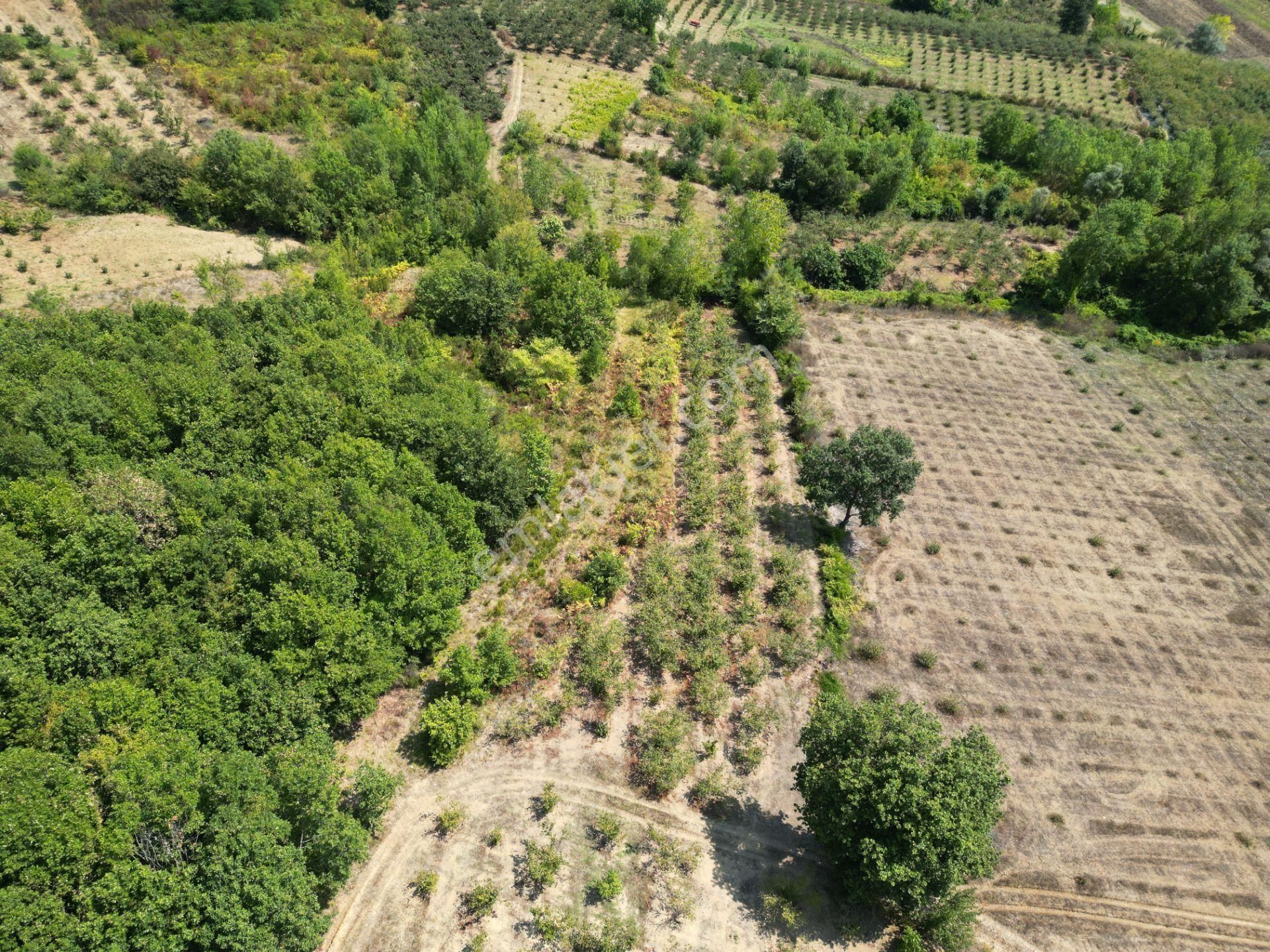 Kandıra Antaplı Mahallesi'nde Satılık 1632 M2 Fırsat Tarla - Görsel 5