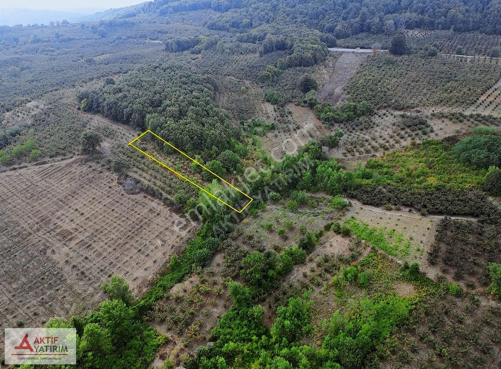 Kandıra Antaplı Mahallesi'nde Satılık 1632 M2 Fındıklık