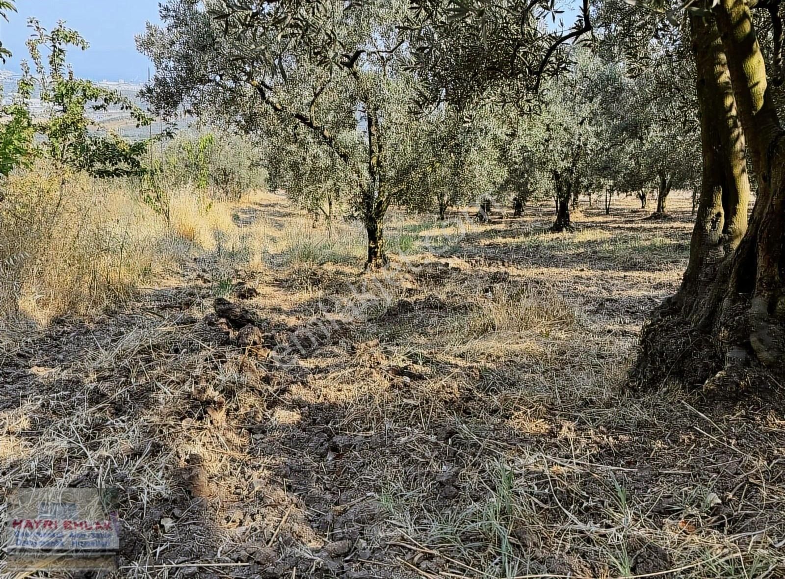 Gemlik Yeniköy De Manzaralı Satılık Zeytinlik - Görsel 5