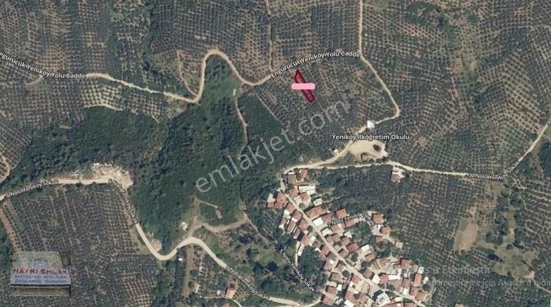 Gemlik Yeniköy De Manzaralı Satılık Zeytinlik - Görsel 23