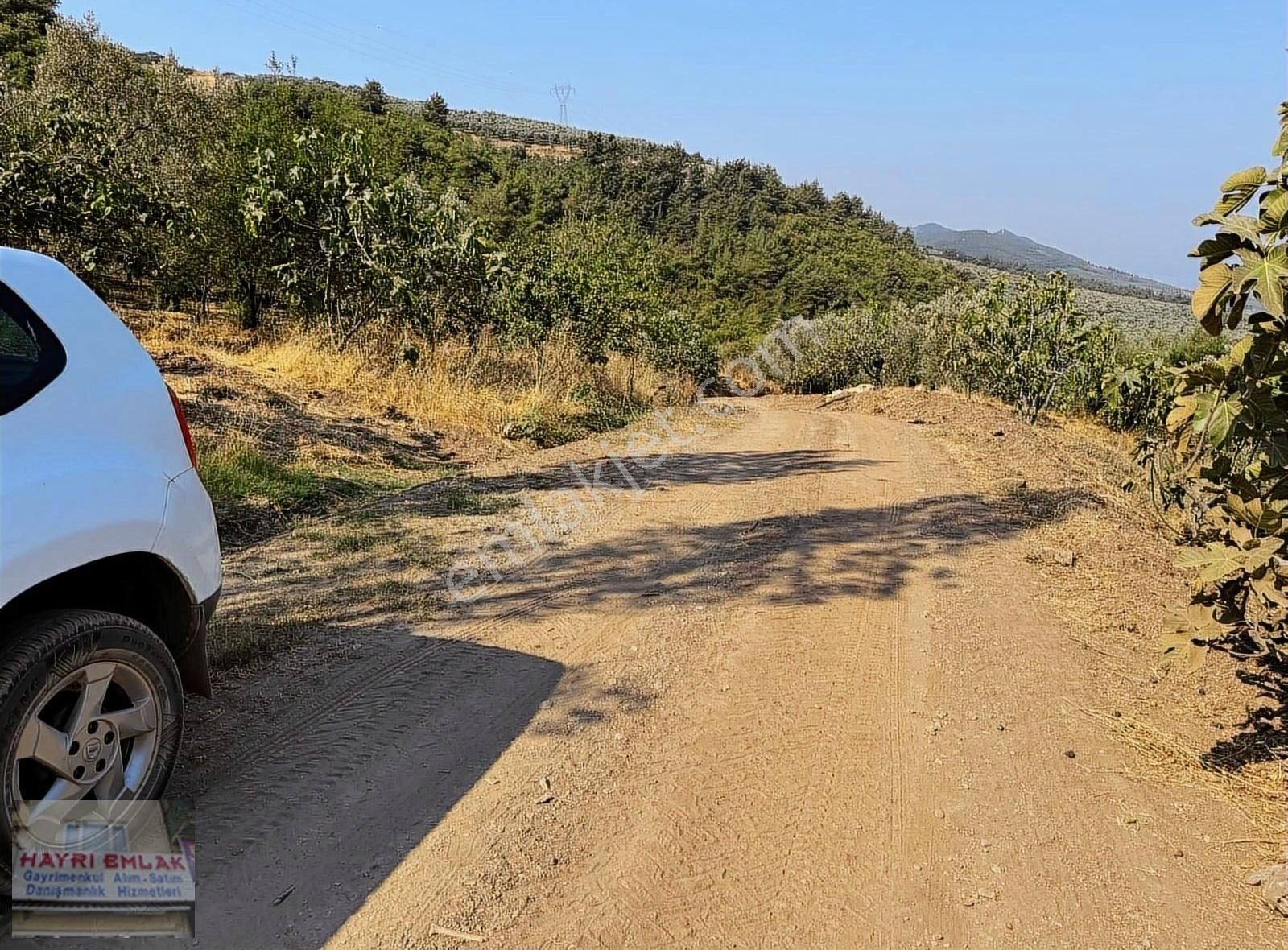 Gemlik Yeniköy De Manzaralı Satılık Zeytinlik - Görsel 12
