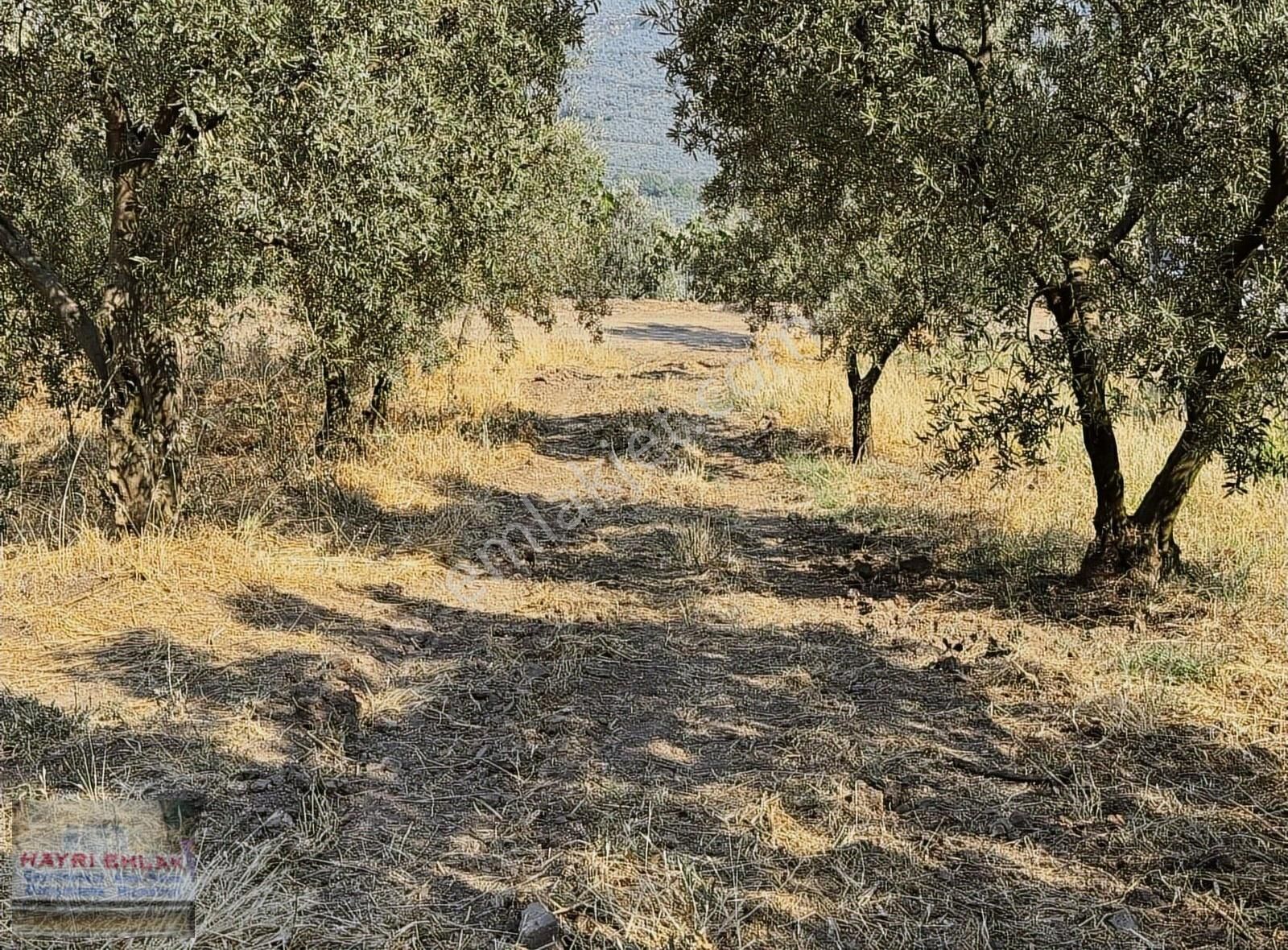 Gemlik Yeniköy De Manzaralı Satılık Zeytinlik - Görsel 13