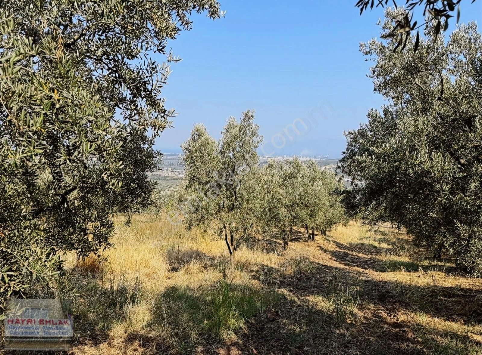 Gemlik Yeniköy De Manzaralı Satılık Zeytinlik - Görsel 19