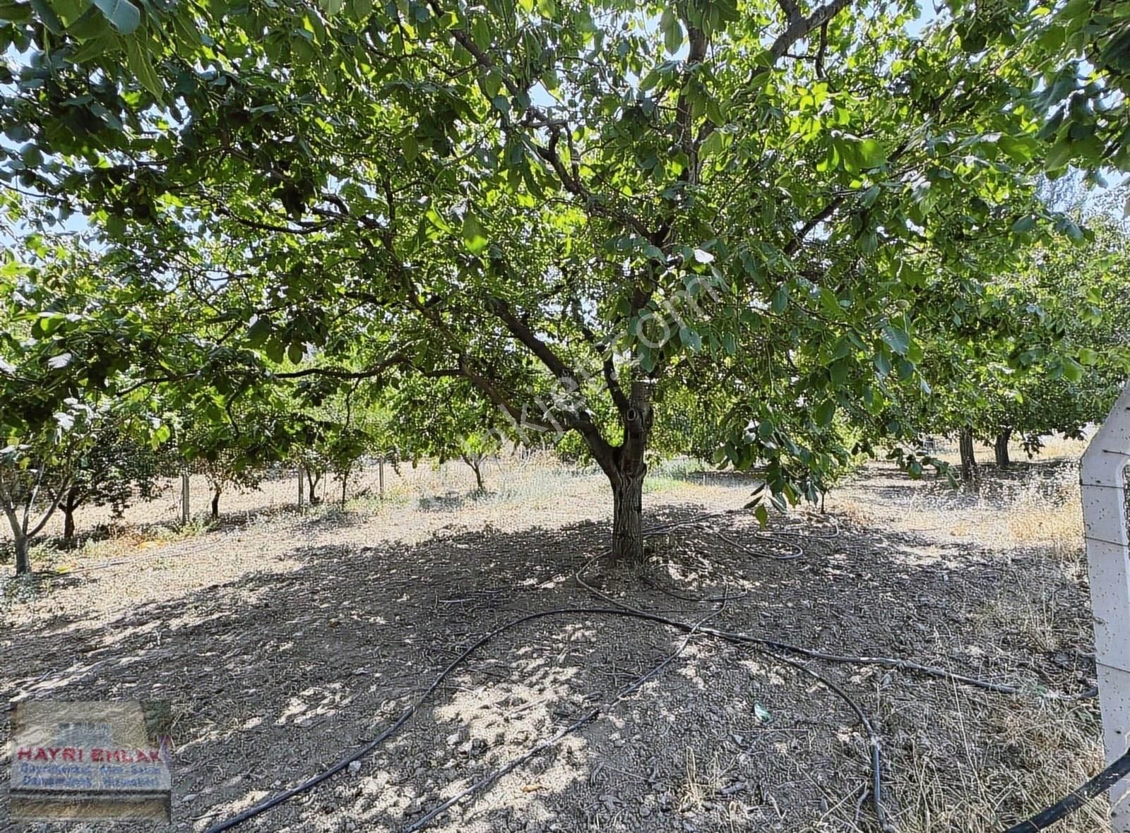 Gemlik Küçük Kumla Asfalt Cepheli Satılık Bahçe - Görsel 6