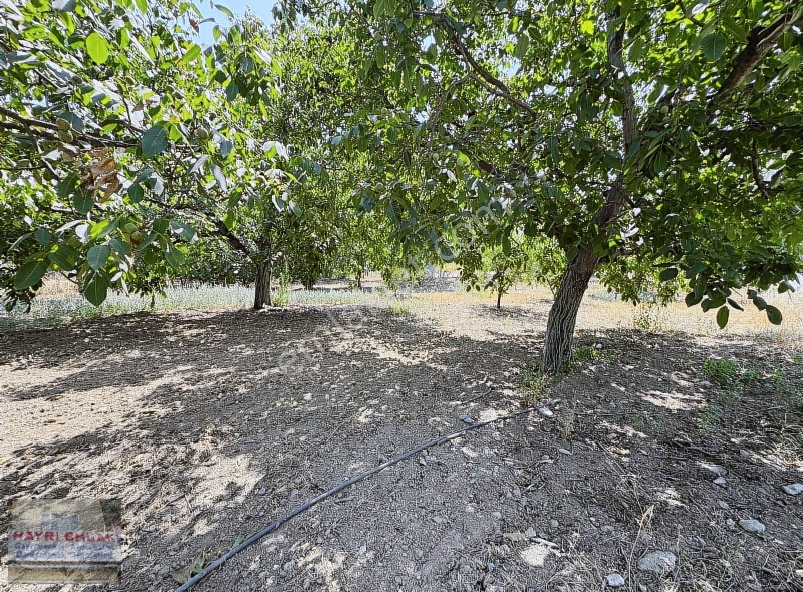 Gemlik Küçük Kumla Asfalt Cepheli Satılık Bahçe - Görsel 4