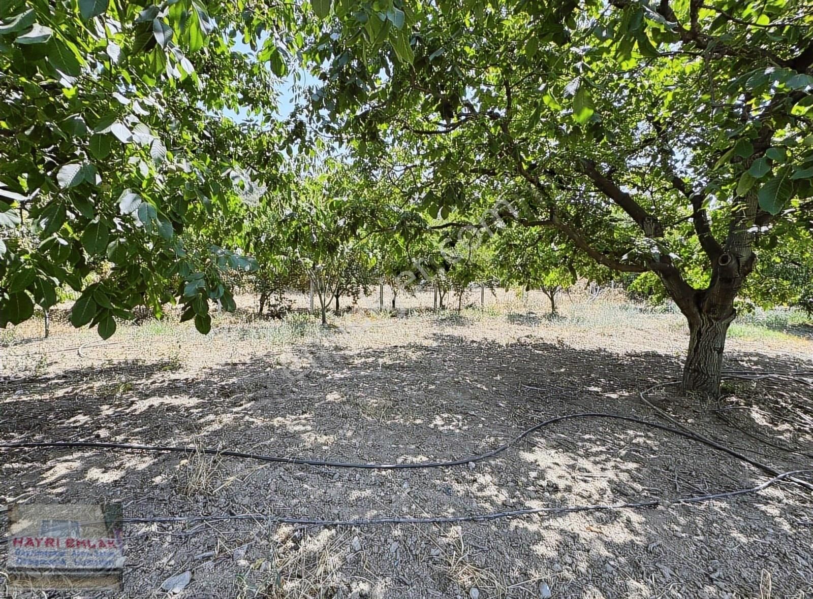 Gemlik Küçük Kumla Asfalt Cepheli Satılık Bahçe - Görsel 5