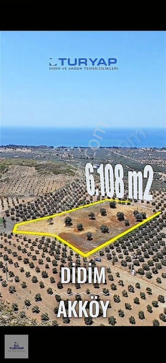 Didim Deniz'e 1 Km Uzaklıkta 6 Dönüm Zeytinlik