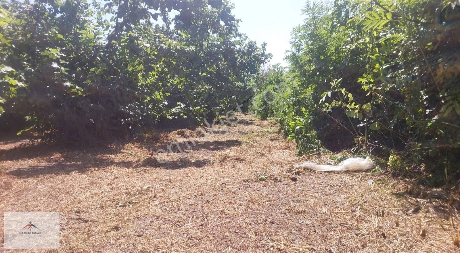 Bakımlı Köy Merkezine Yakın Düz Arazi De Satılık Fındık Bahçesi - Görsel 2