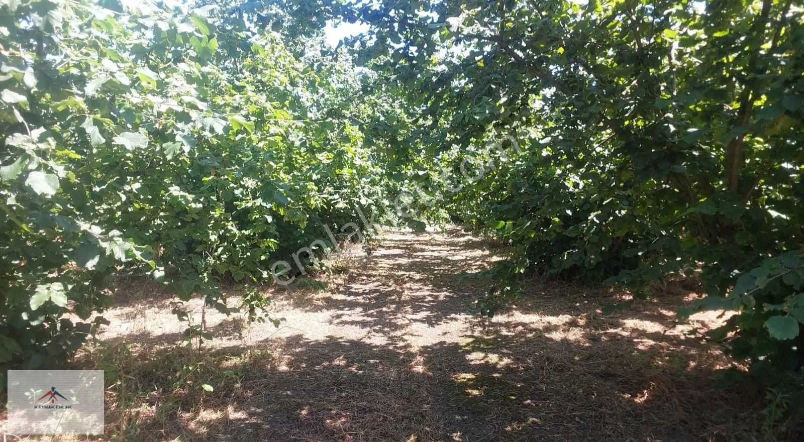 Bakımlı Köy Merkezine Yakın Düz Arazi De Satılık Fındık Bahçesi - Görsel 4