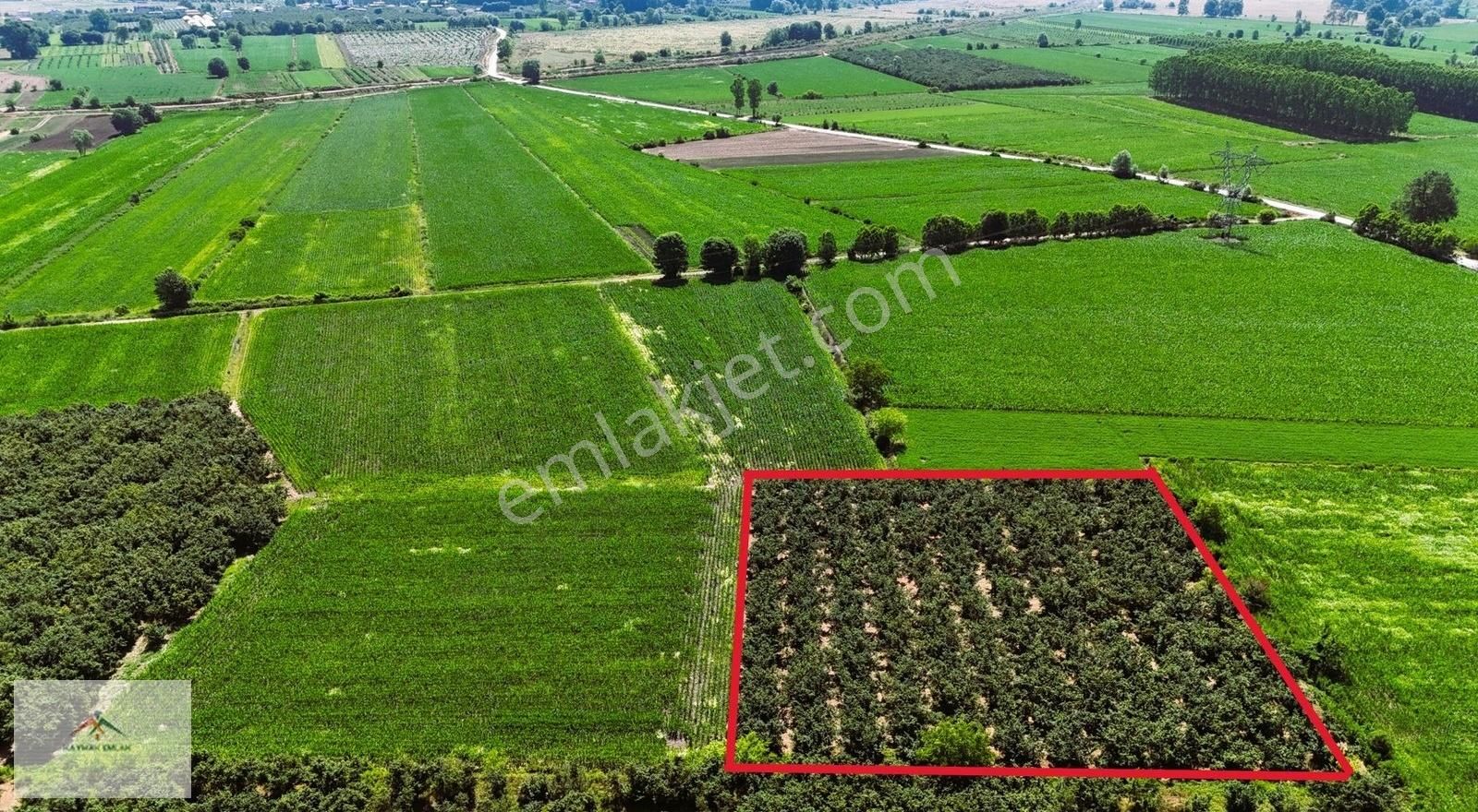 Bakımlı Köy Merkezine Yakın Düz Arazi De Satılık Fındık Bahçesi - Görsel 17