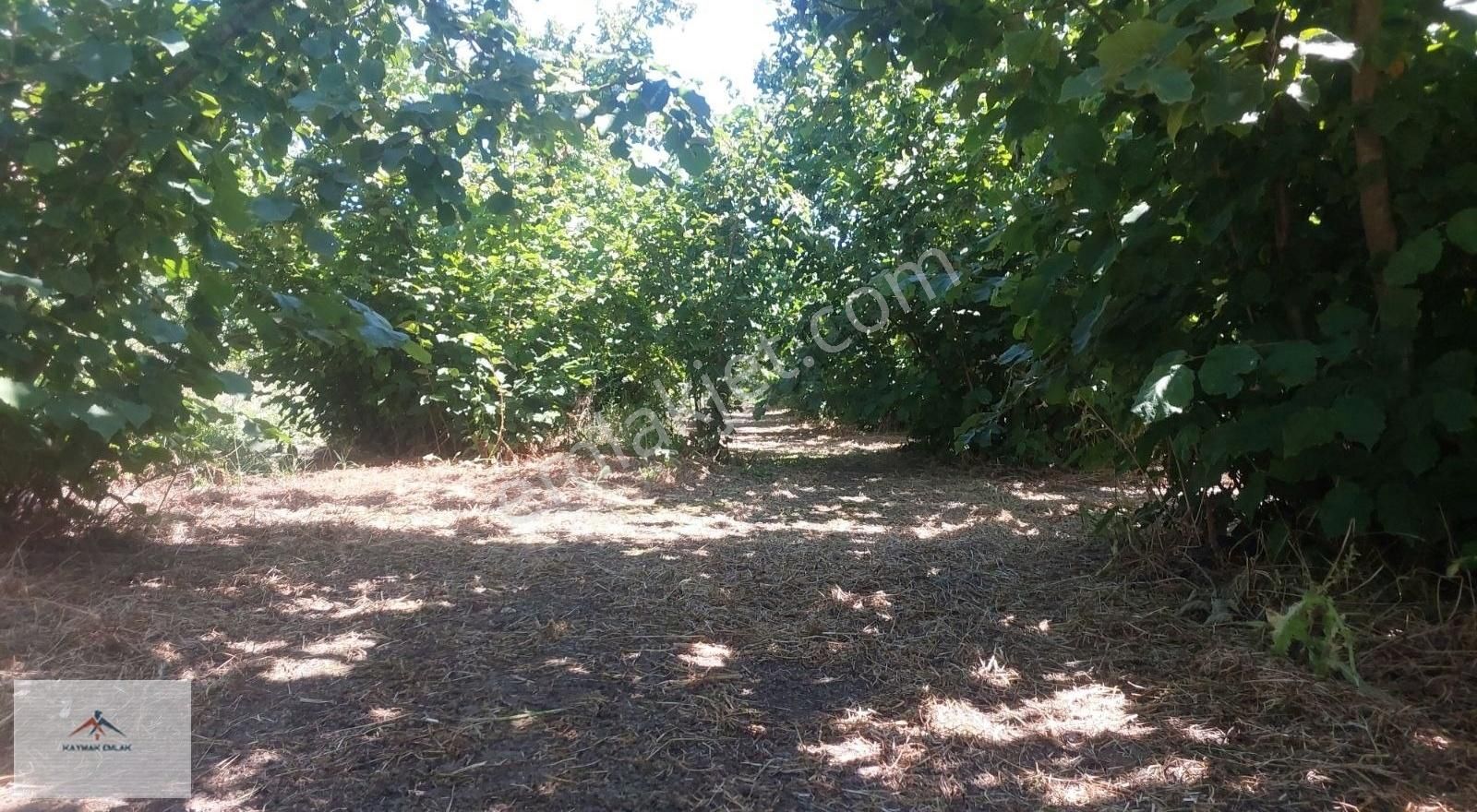 Bakımlı Köy Merkezine Yakın Düz Arazi De Satılık Fındık Bahçesi - Görsel 6