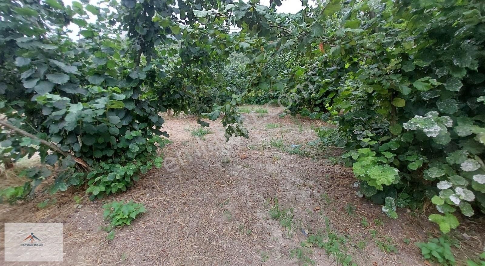 Hobi Bahcesi Yapmaya Uygun Resmi Yolu Olan Satılık Fındık Bahces - Görsel 8