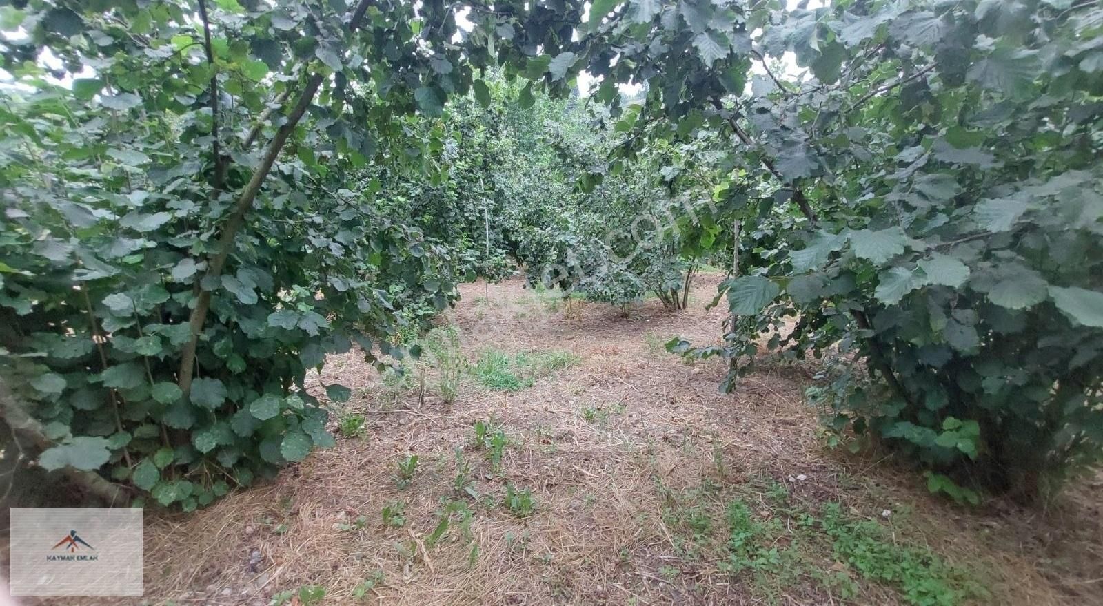 Hobi Bahcesi Yapmaya Uygun Resmi Yolu Olan Satılık Fındık Bahces - Görsel 2