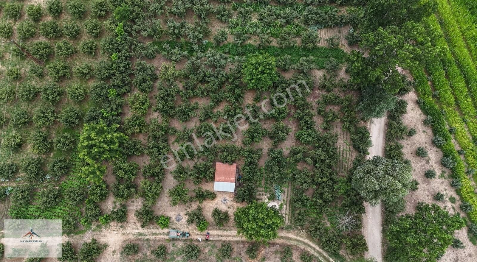 Hobi Bahcesi Yapmaya Uygun Resmi Yolu Olan Satılık Fındık Bahces
