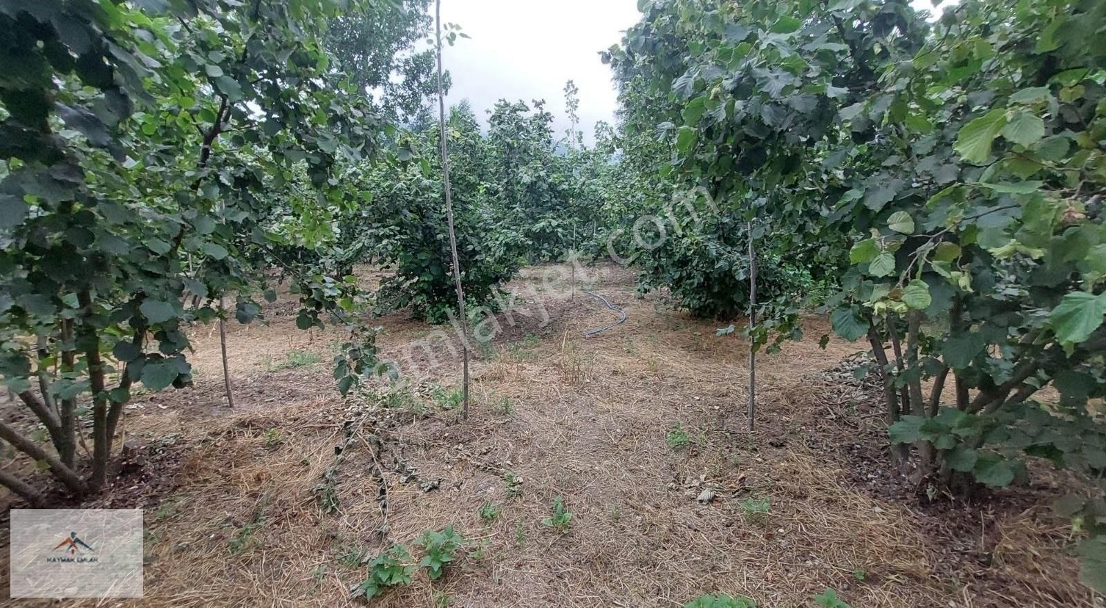 Hobi Bahcesi Yapmaya Uygun Resmi Yolu Olan Satılık Fındık Bahces - Görsel 17