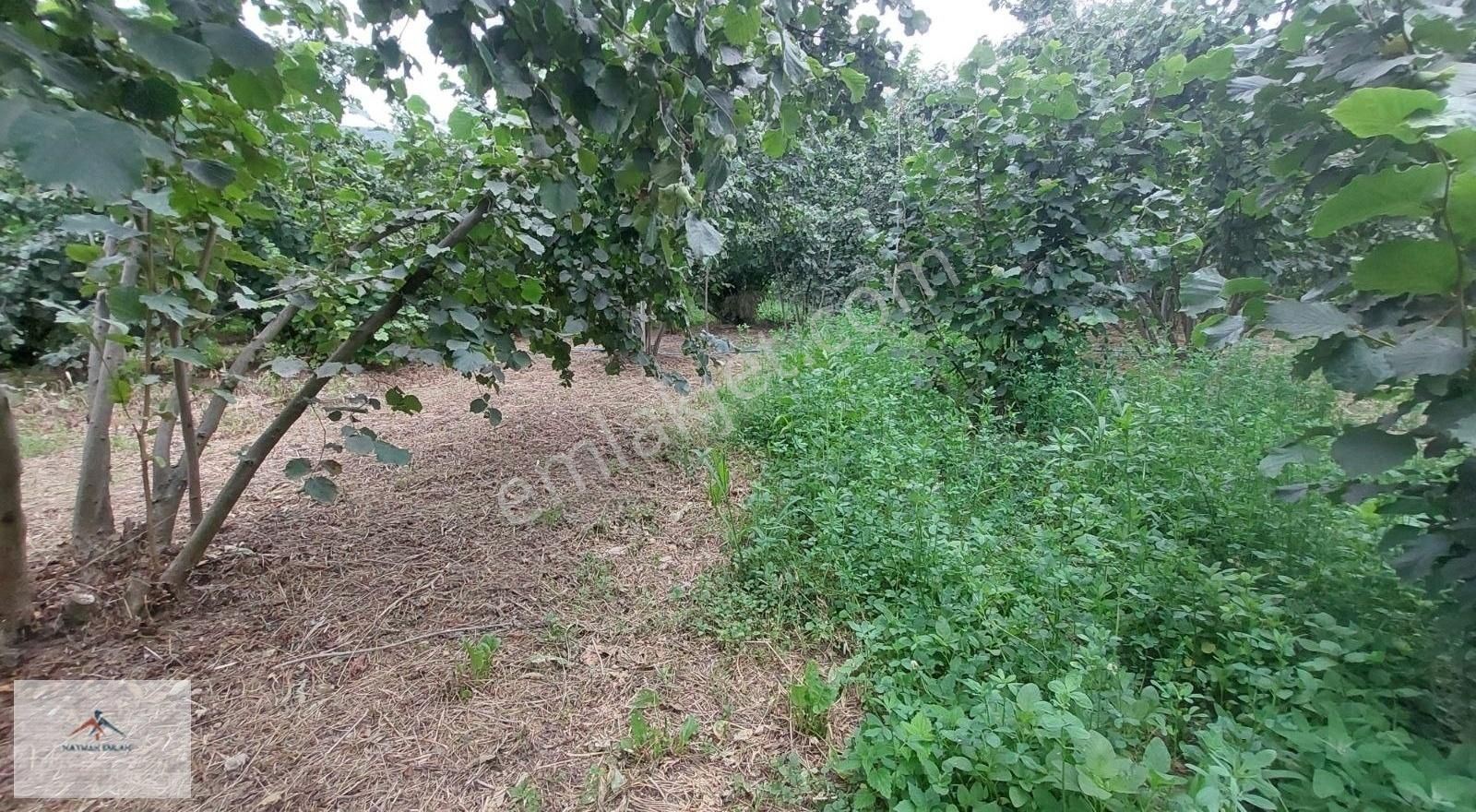 Hobi Bahcesi Yapmaya Uygun Resmi Yolu Olan Satılık Fındık Bahces - Görsel 11