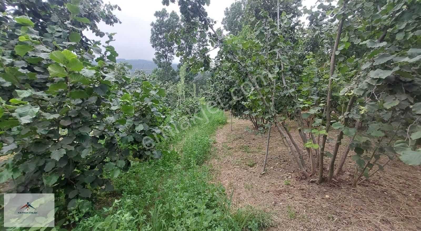 Hobi Bahcesi Yapmaya Uygun Resmi Yolu Olan Satılık Fındık Bahces - Görsel 14