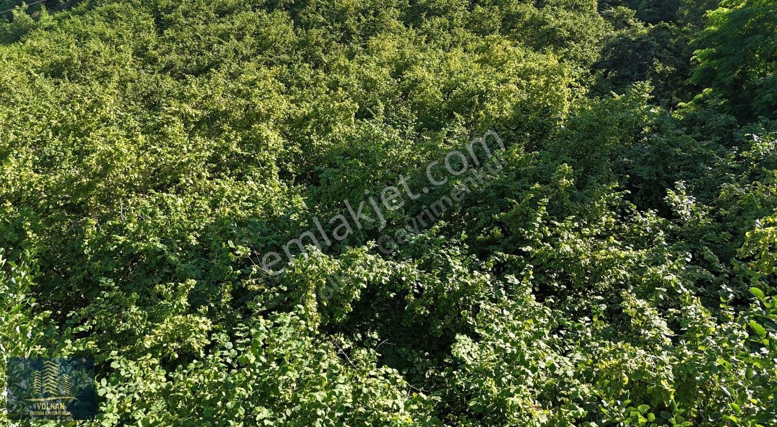 Mersinde 1280 M² Yola (61 M) Cephesi Olan Fırsat Arsa - Görsel 11