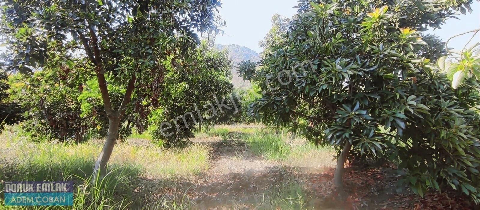 Ortaca Merkezde Satılık 13.000 M2 Ceviz Bahçesi