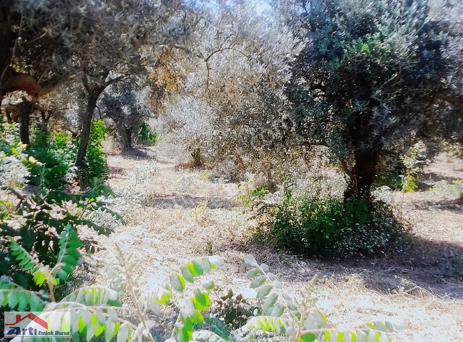 Trilya Deniz Manzaralı Müstakil Satılık Zeytinlik - Görsel 10