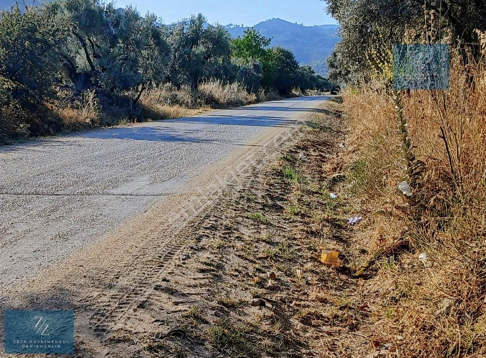 Seta Gayrimenkul | Satılık Zeytinlik