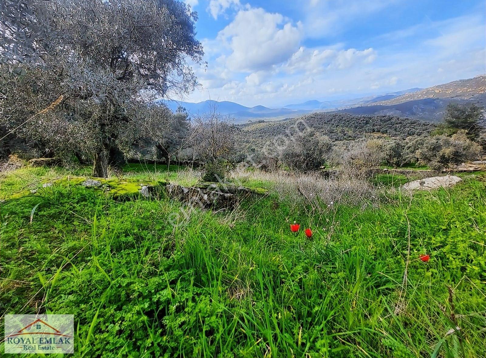 Muğla Milas Şenköy Göl Manzaralı Satılık Zeytinlik - Görsel 30