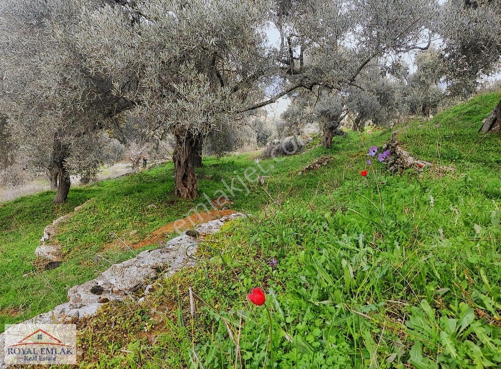 Muğla Milas Şenköy Göl Manzaralı Satılık Zeytinlik - Görsel 24