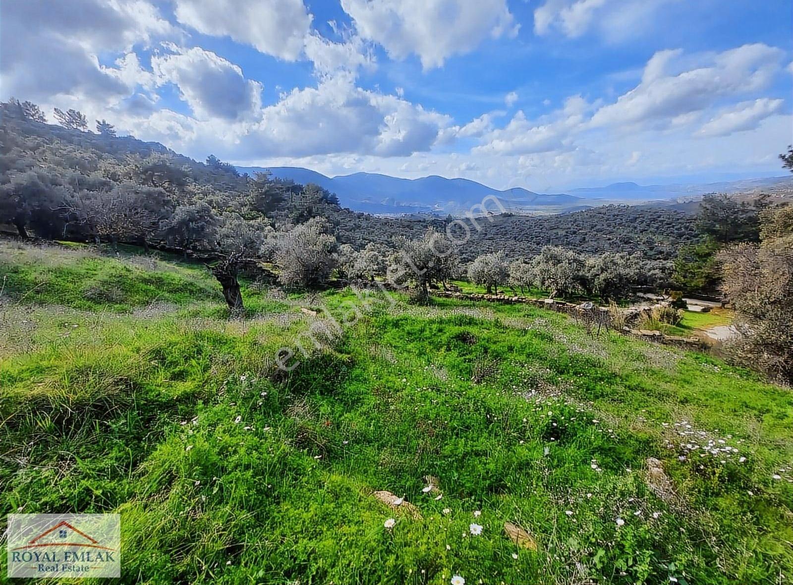 Muğla Milas Şenköy Göl Manzaralı Satılık Zeytinlik - Görsel 3