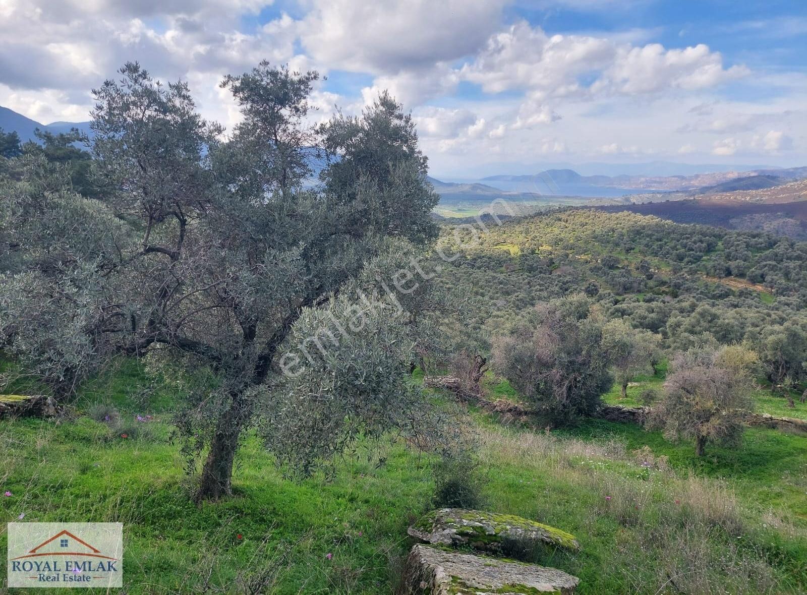 Muğla Milas Şenköy Göl Manzaralı Satılık Zeytinlik - Görsel 21