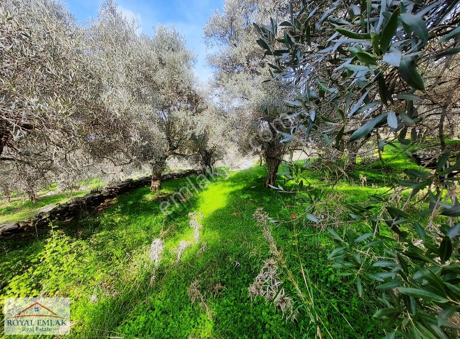 Muğla Milas Şenköy Göl Manzaralı Satılık Zeytinlik - Görsel 19
