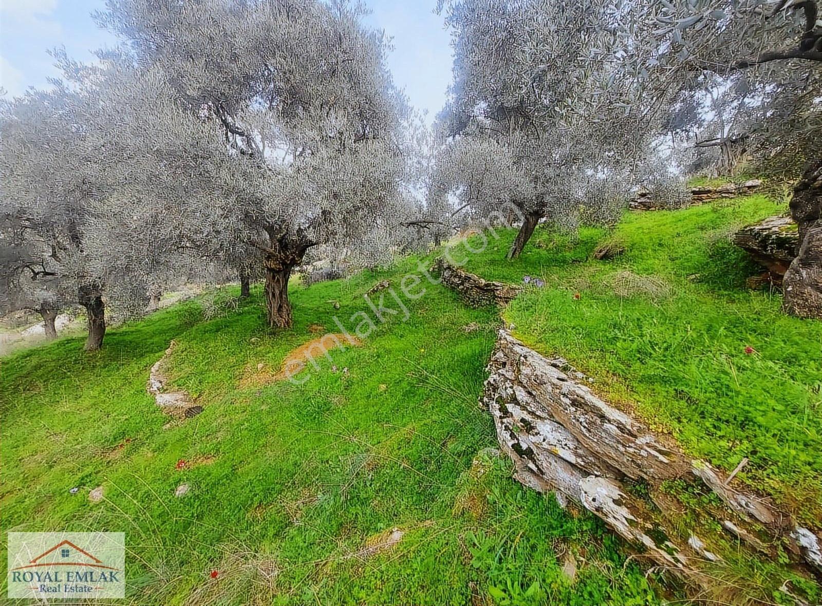 Muğla Milas Şenköy Göl Manzaralı Satılık Zeytinlik - Görsel 20