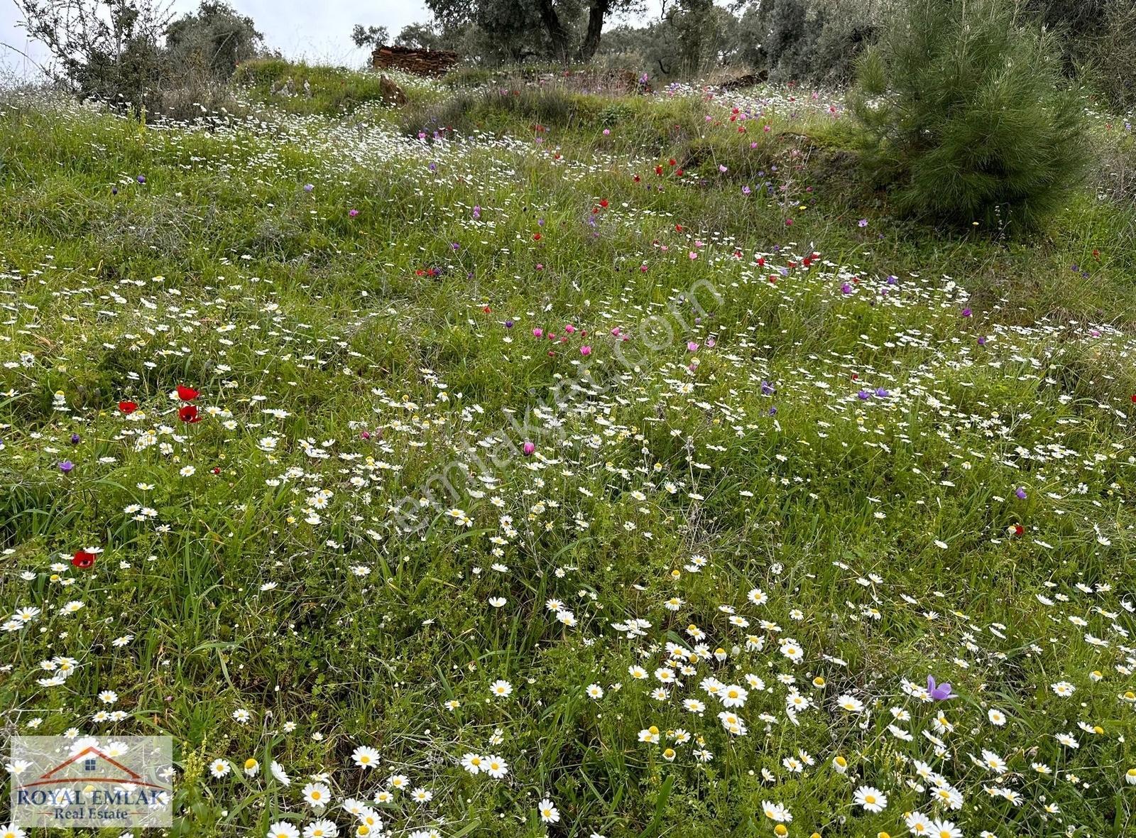 Muğla Milas Şenköy Göl Manzaralı Satılık Zeytinlik - Görsel 31