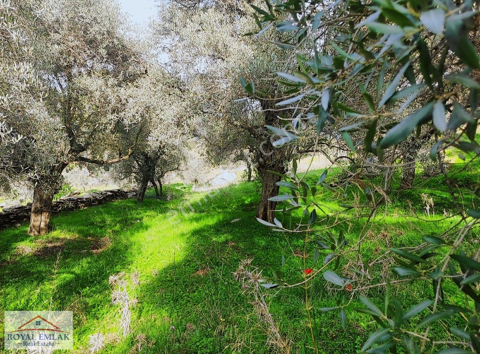 Muğla Milas Şenköy Göl Manzaralı Satılık Zeytinlik - Görsel 32