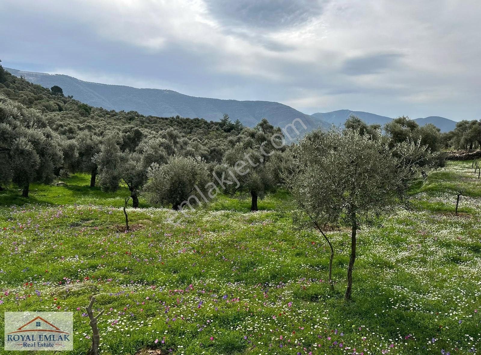 Muğla Milas Şenköy Göl Manzaralı Satılık Zeytinlik - Görsel 28