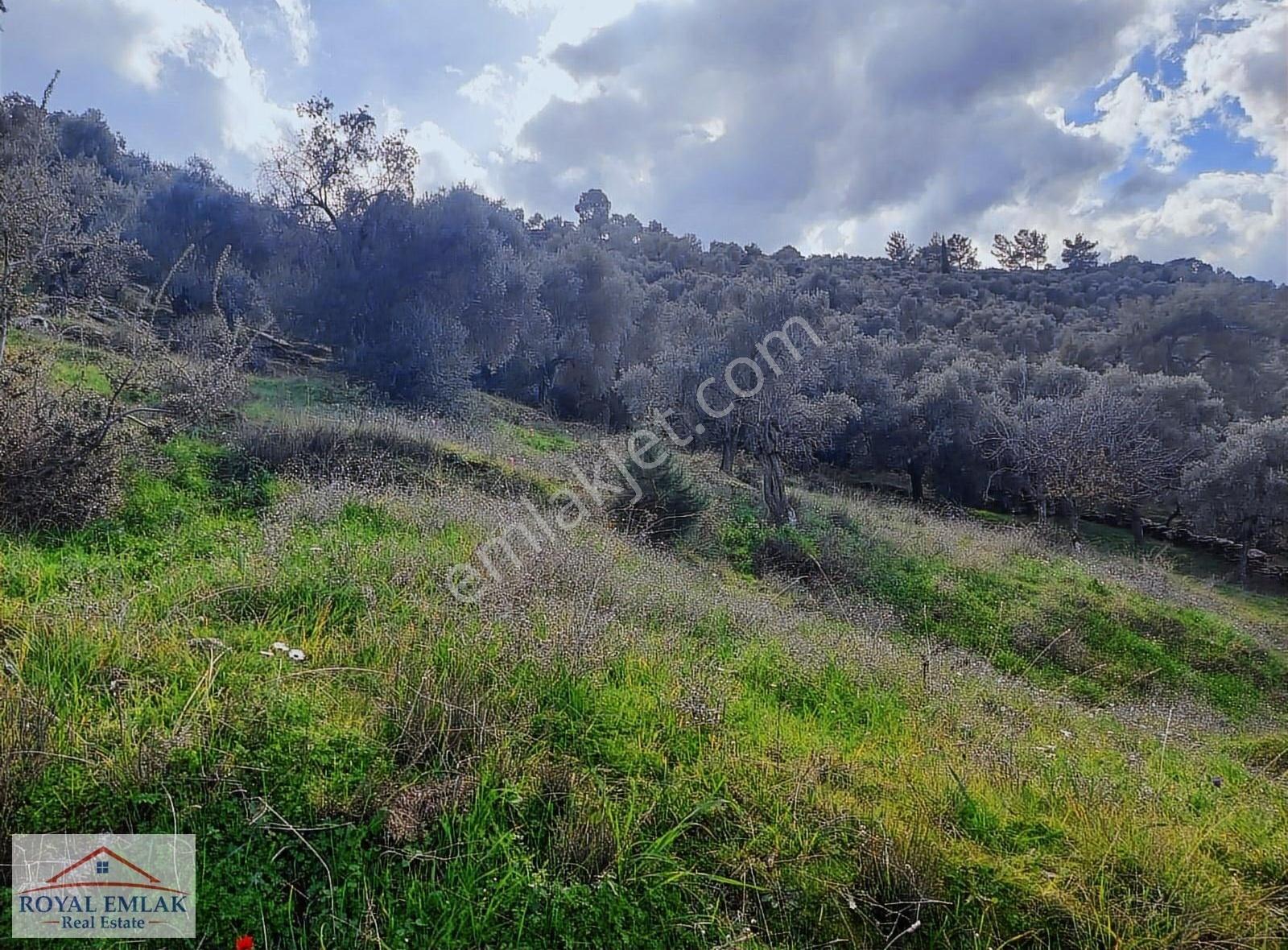 Muğla Milas Şenköy Göl Manzaralı Satılık Zeytinlik - Görsel 4