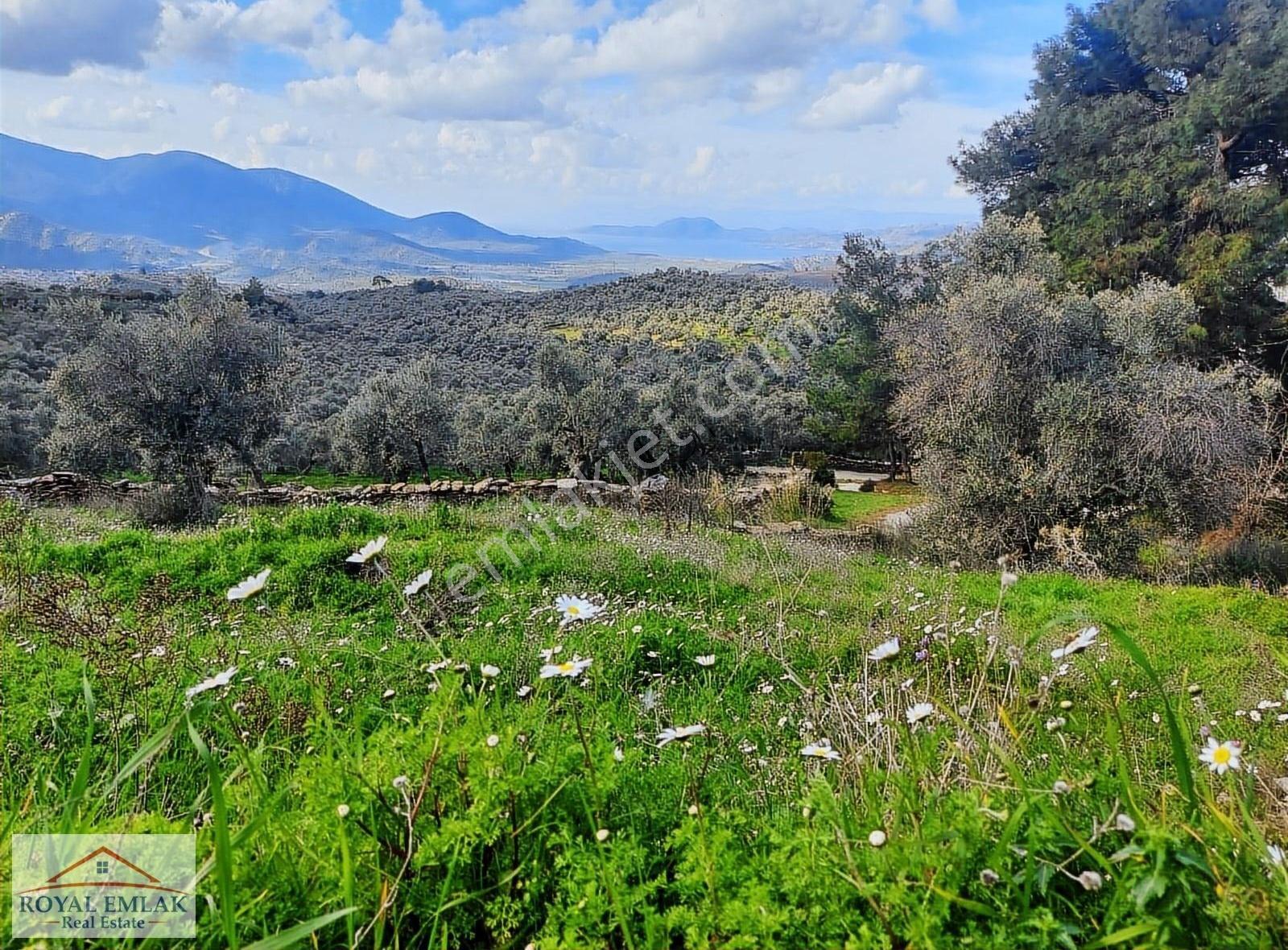 Muğla Milas Şenköy Göl Manzaralı Satılık Zeytinlik - Görsel 13