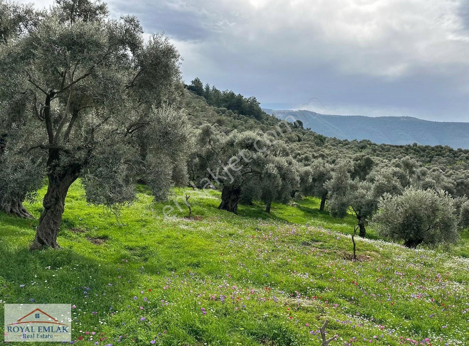 Muğla Milas Şenköy Göl Manzaralı Satılık Zeytinlik - Görsel 5