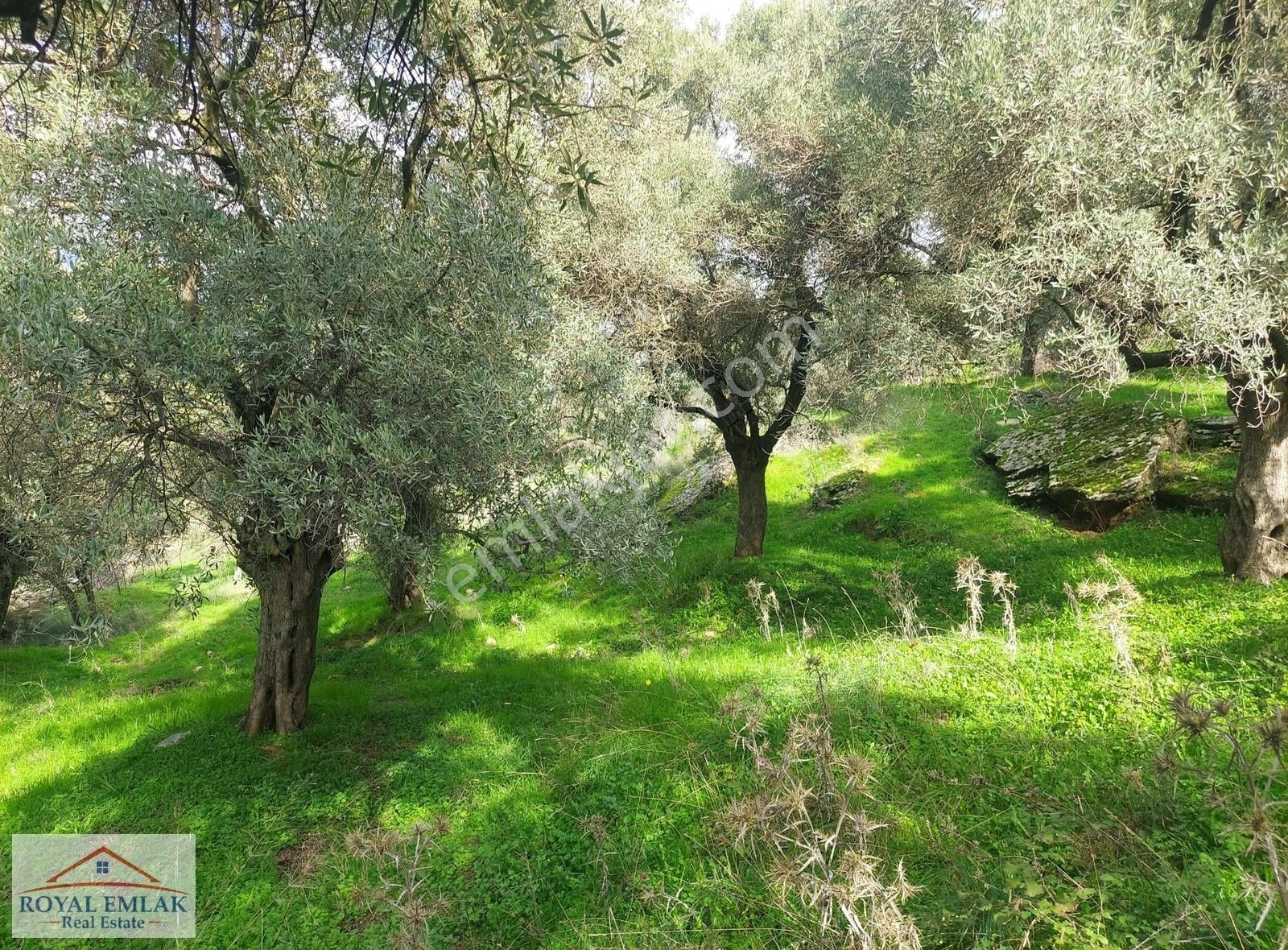 Muğla Milas Şenköy Göl Manzaralı Satılık Zeytinlik - Görsel 12