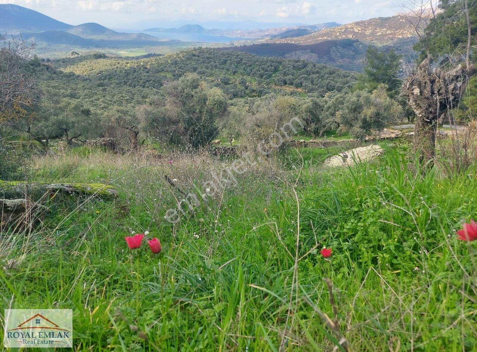 Muğla Milas Şenköy Göl Manzaralı Satılık Zeytinlik - Görsel 25