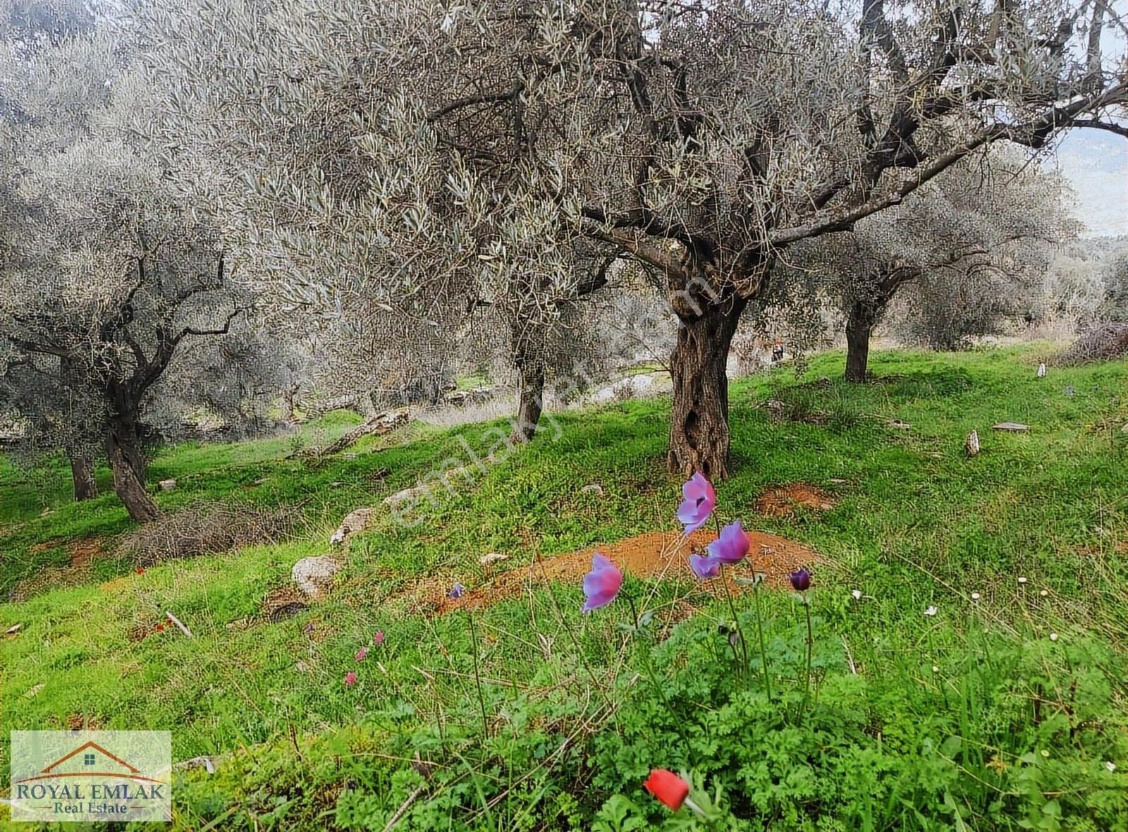 Muğla Milas Şenköy Göl Manzaralı Satılık Zeytinlik - Görsel 27
