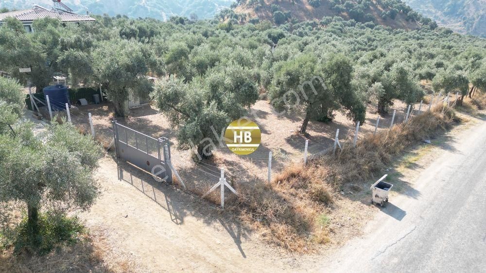 Hb'den Satılık Zeytinlik,584 M² Müstakil Kullanılabilir Alan/aktif Elektrik Su/etrafı Çevrili
