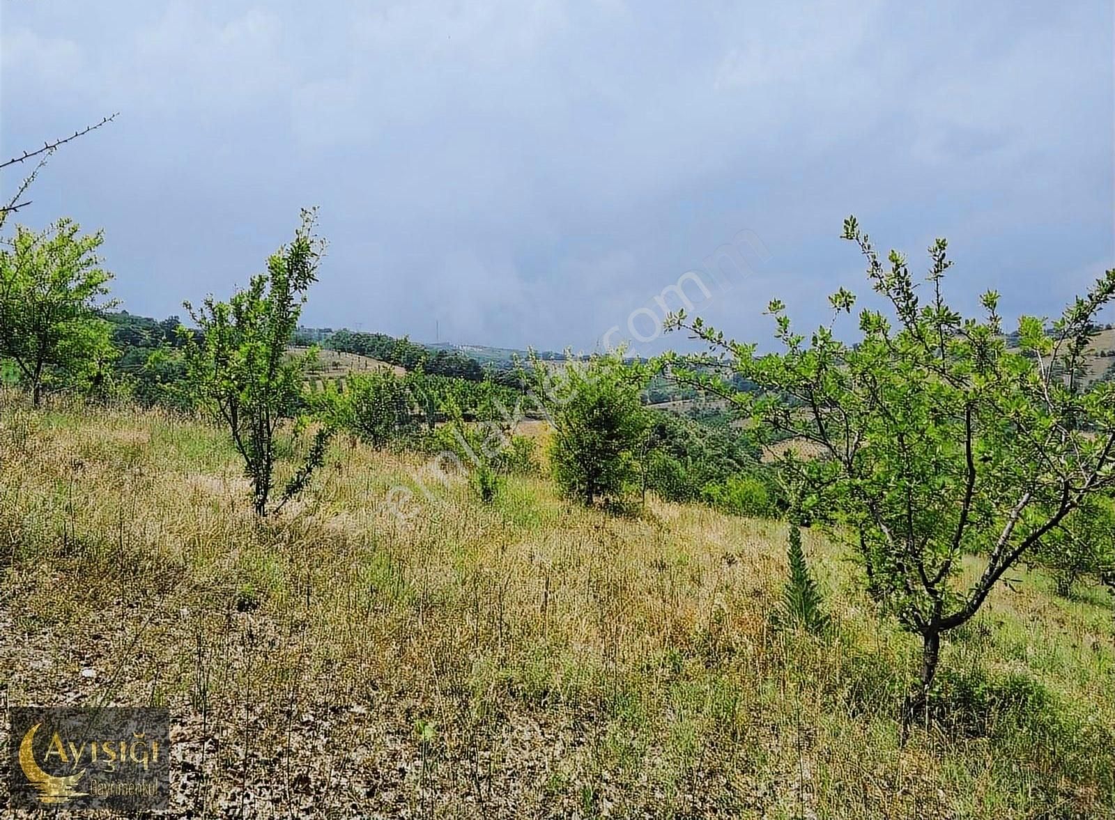 Bursa İznik Tacir Köyünde 8.700m² Satılık Meyve Bahçesi - Görsel 5