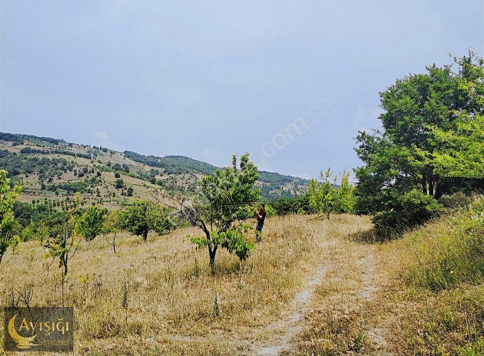 Bursa İznik Tacir Köyünde 8.700m² Satılık Meyve Bahçesi - Görsel 4