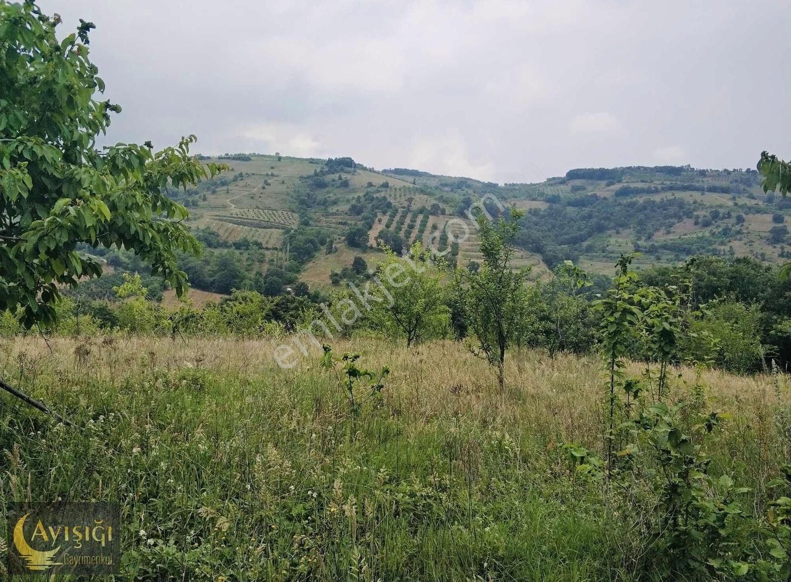 Bursa İznik Tacir Köyünde 8.700m² Satılık Meyve Bahçesi - Görsel 8