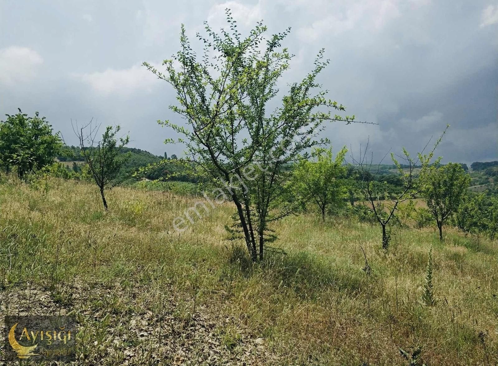 Bursa İznik Tacir Köyünde 8.700m² Satılık Meyve Bahçesi - Görsel 3