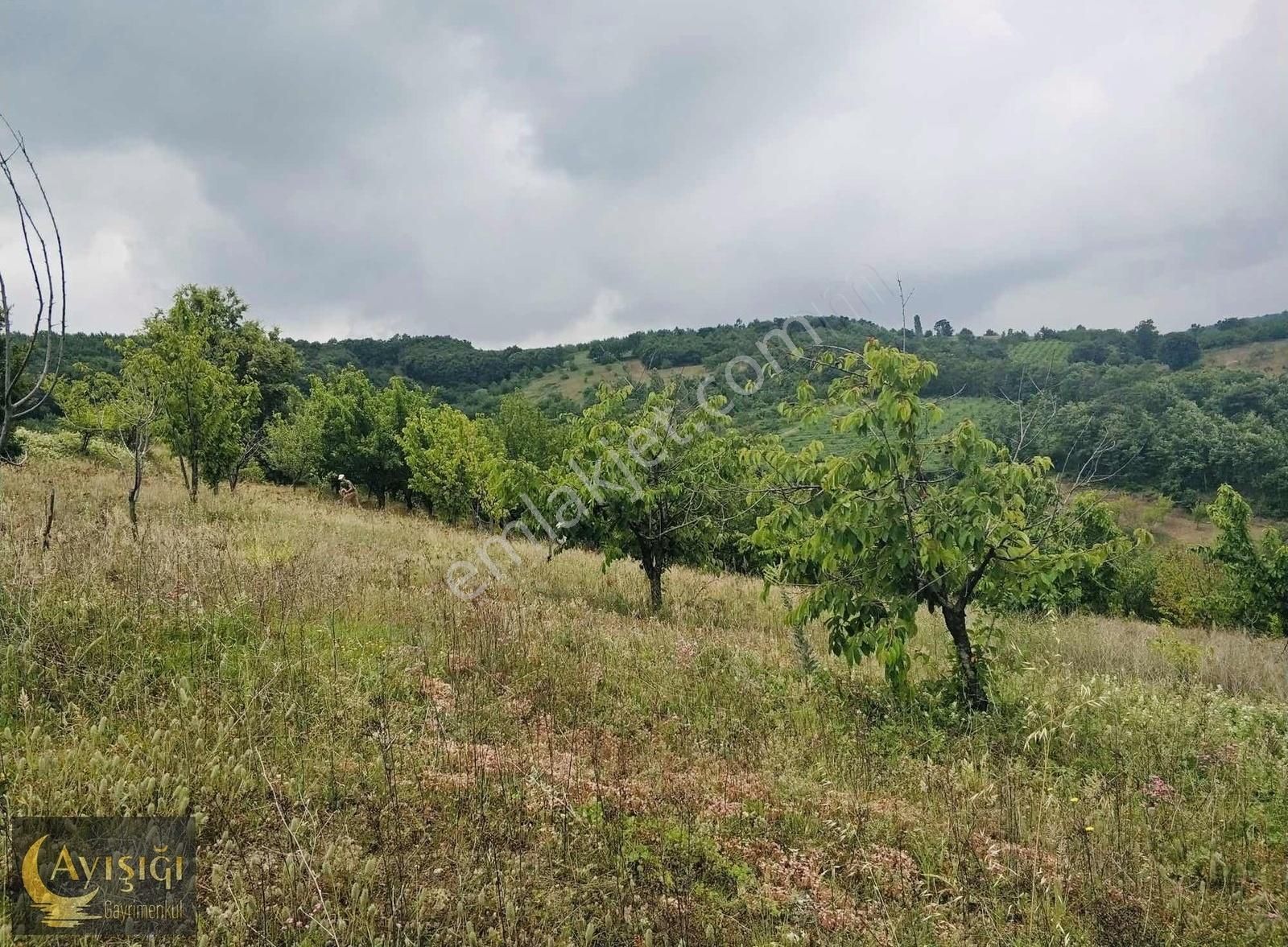 Bursa İznik Tacir Köyünde 8.700m² Satılık Meyve Bahçesi